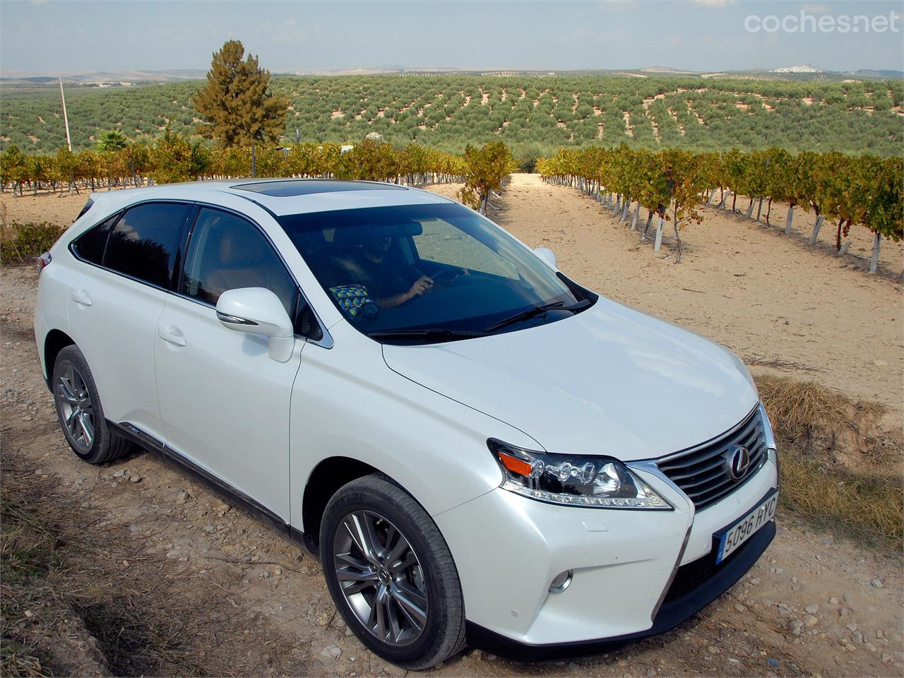 El Lexus RX450h nos acompañó por los viñedos de Montilla