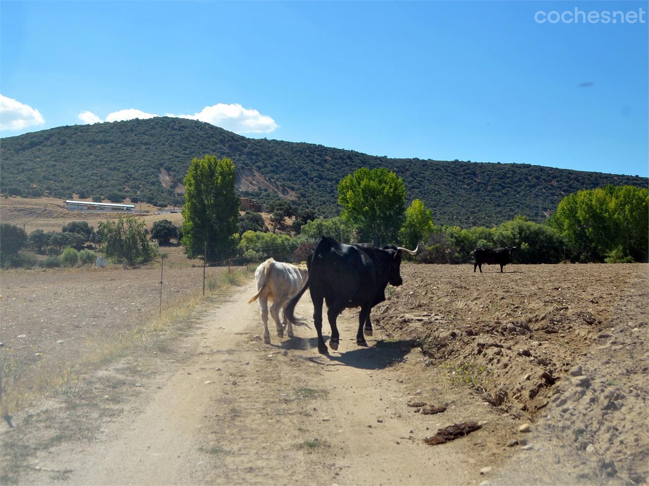 Avileña-Negra Ibérica, así se denomina la raza vacuna española que tan buena carne da por estas tierras.