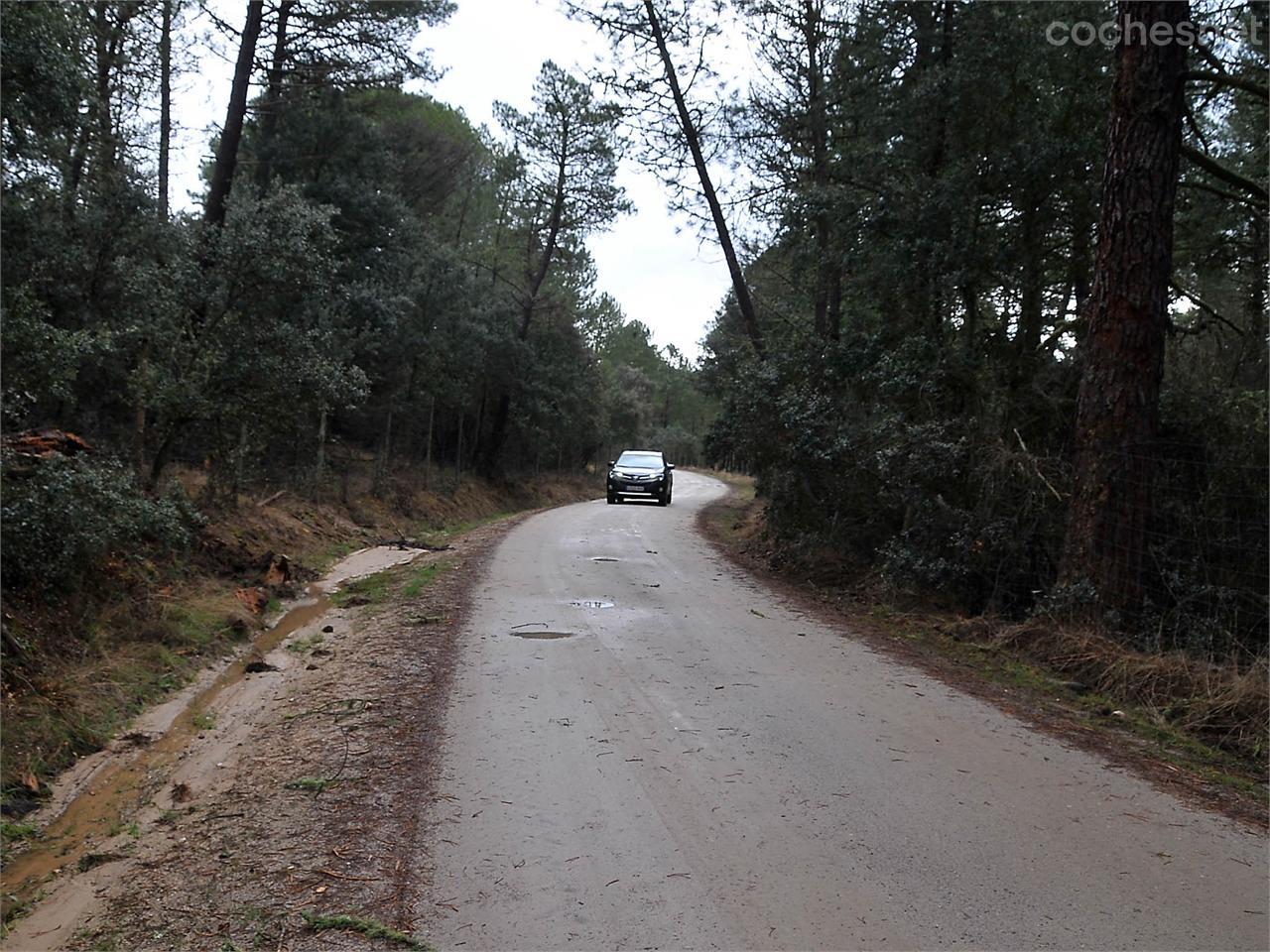 A poco de empezar la ruta nos sumergimos en un bosque de pinos