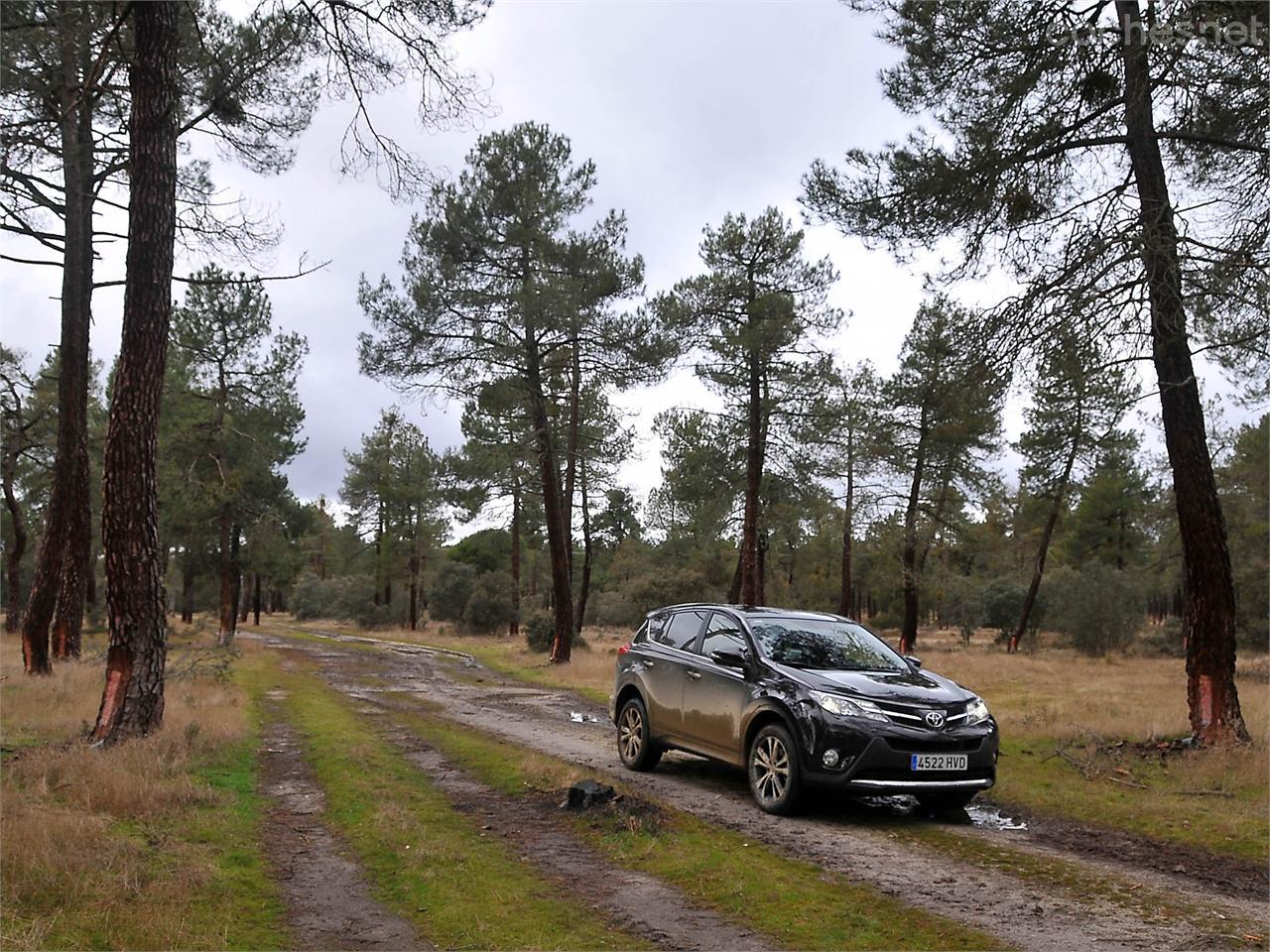 Pinares y bosques de encinas y fresnos contemplaron nuestro paso