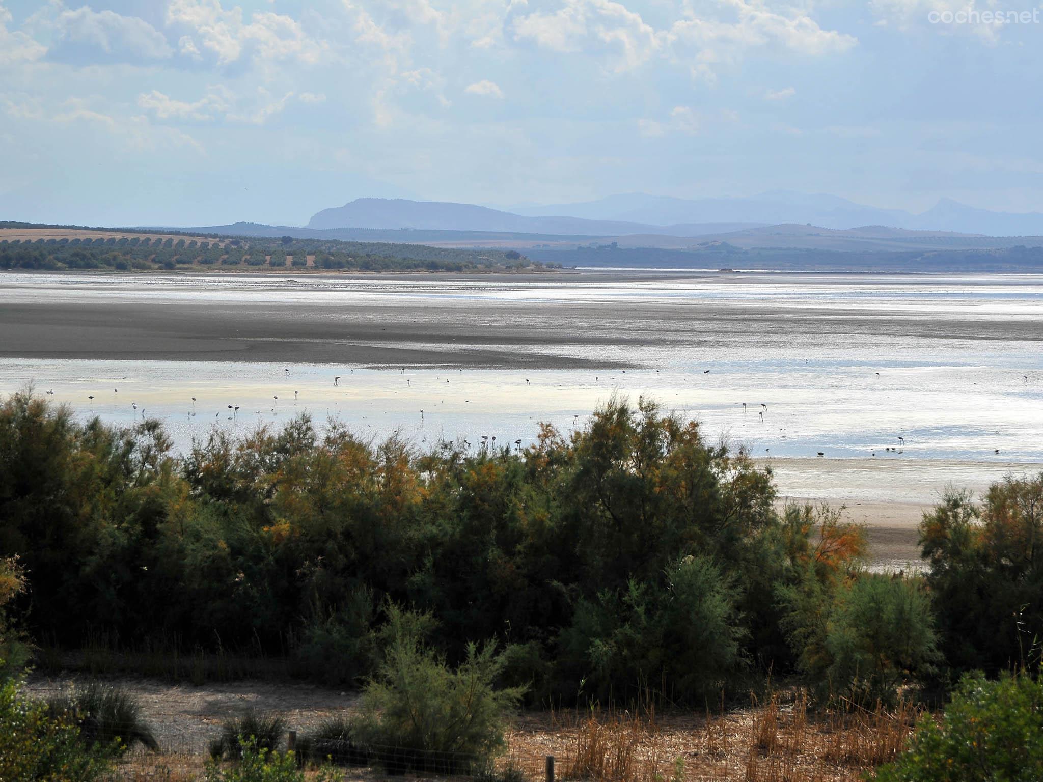 Aún en los momentos con menos agua, la Laguna de Fuente de Piedra conserva una alta población de Flamencos y otras aves