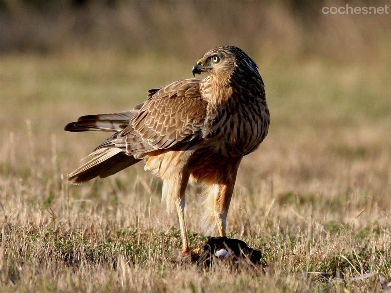 El aguilucho lagunero es otra de las especies posibles de observar en el parque