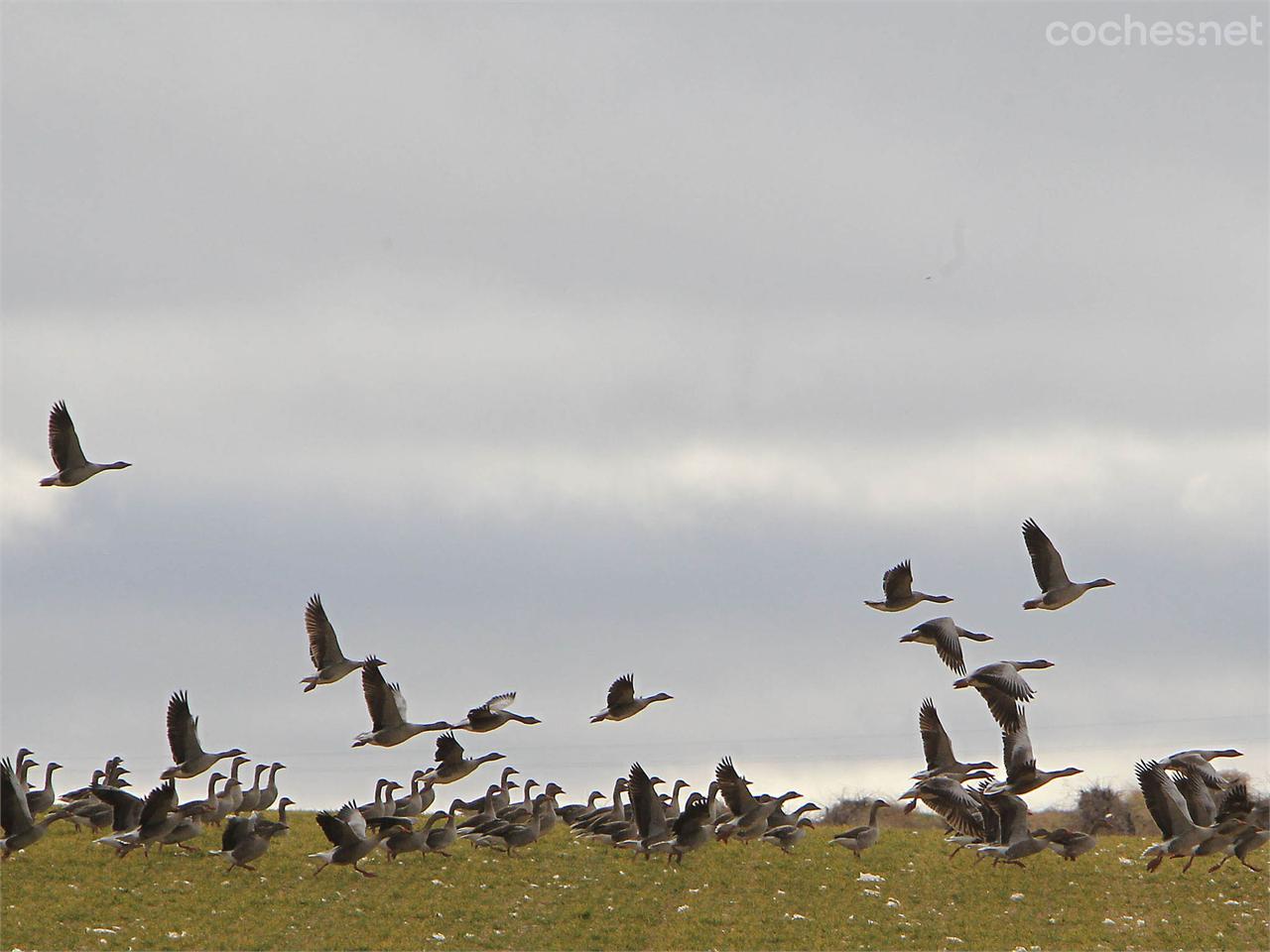 Las Tablas de Daimiel son un espacio fundamental para multitud de aves migratorias