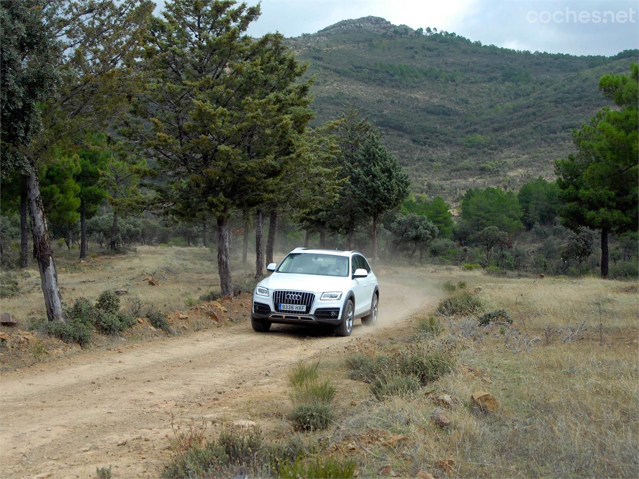 No faltaron relajantes bosques de pinos