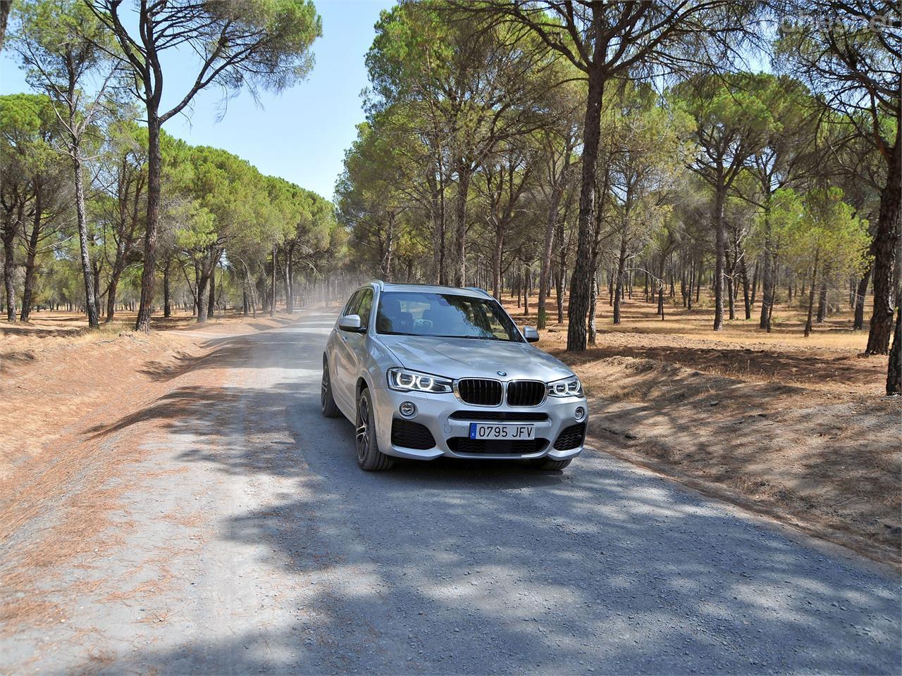 Bosques de pinos al introducirnos en la Sierra de los Morenos.