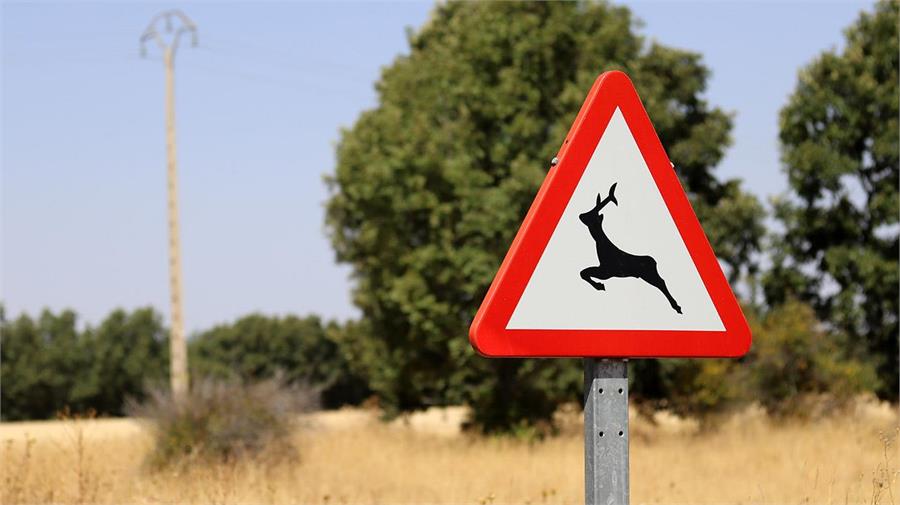 Ante un cartel de peligro por presencia de animales sueltos, reduce la velocidad y aumenta la distancia de seguridad. (Imagen: Sara Soria)