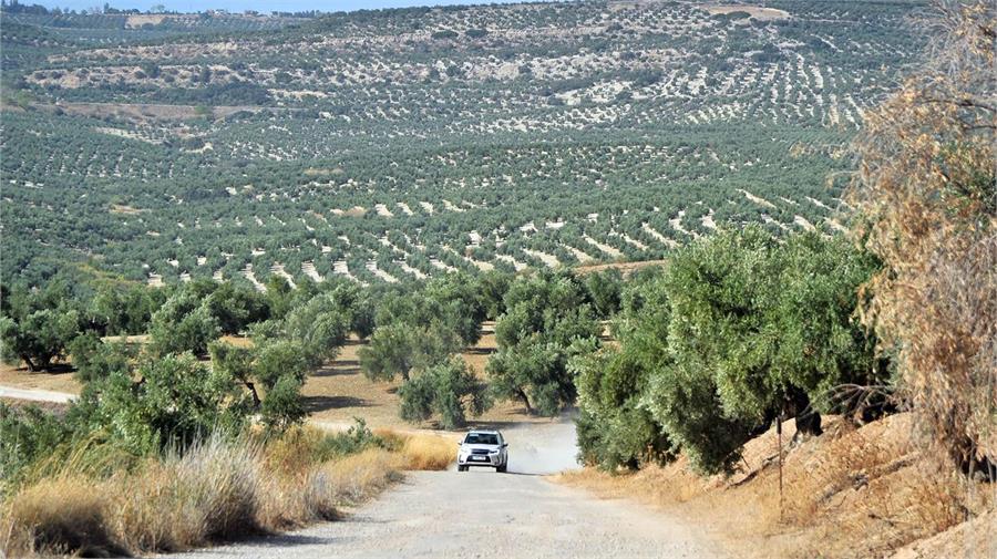 La implantación del regadío en los olivares aumento su producción, pero genera una importante pérdida de suelo que termina en los embalses