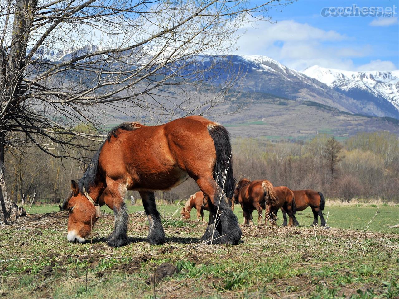 Muchos Caballos Pirenaicos Catalanes a lo largo de nuestra ruta