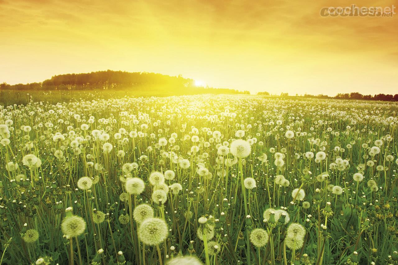 La planta del Diente de León puede crecer en climas muy variados por lo que sus plantaciones se pueden acercar a las fábricas de Continental.