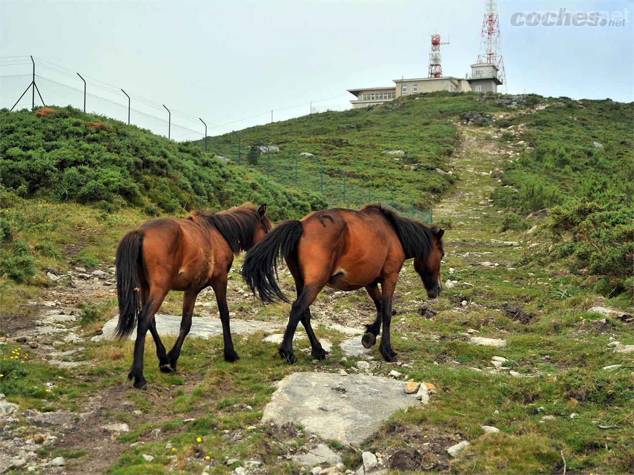 Los caballos salvajes nos acompañaron durante muchos tramos de nuestra ruta