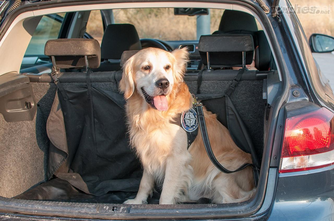 Cómo colocar red para perros en el coche -canalMOTOR