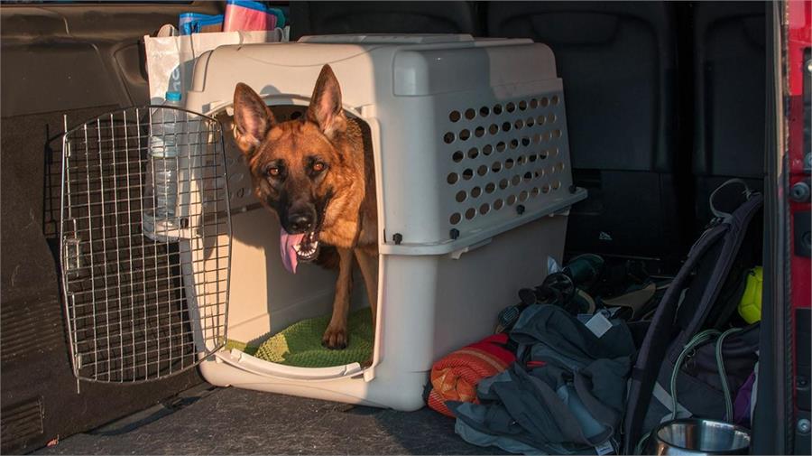 Jaula O Caja Transportadora De Perros Mayores De 20 Kilos Pet Cargo