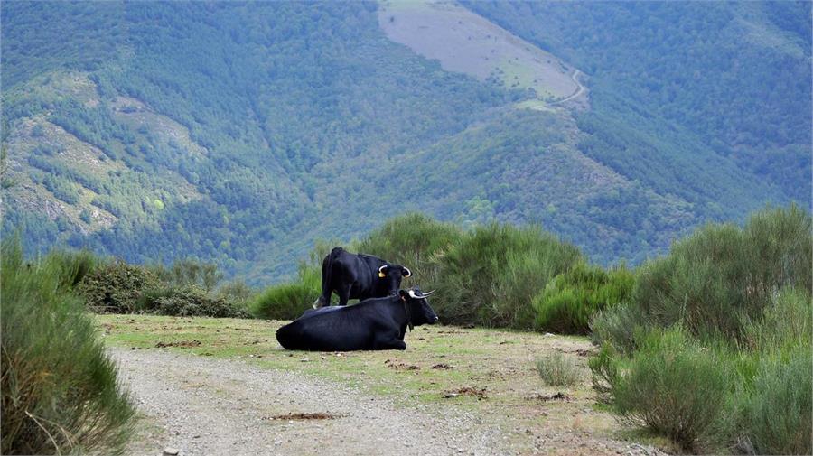 La pista, o junto a ella, se convierte en un estupendo lugar para descansar para estas vacas de raza avileña negra ibérica
