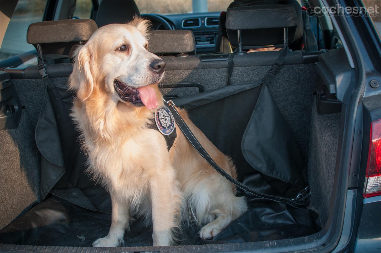 Para reducir los síntomas de la alergia es imprescindible mantener limpio el habitáculo. El pelo de perros y gatos es bastante alergénico. Foto: Almudena Soria