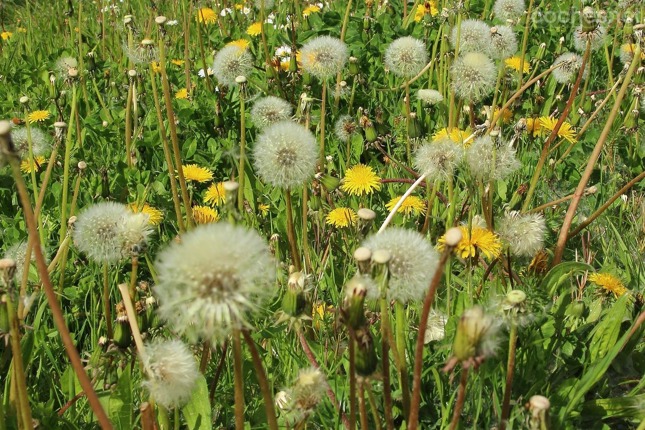 Aproximadamente ocho millones de españoles son alérgicos a los pólenes de las plantas.