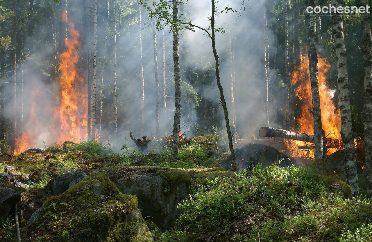 El 3% de los incendios forestales en 2020 tuvieron su origen en una colilla de cigarro.